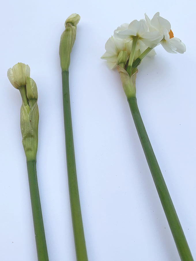 nar-jonquil-blooms