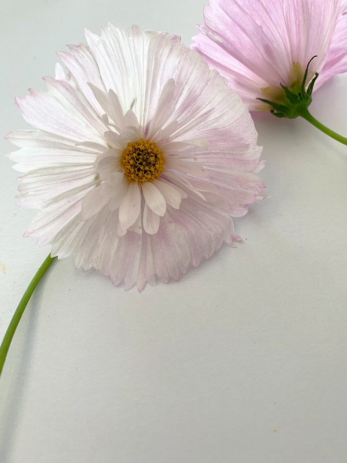 cosmos-cupcake-blush-blooms