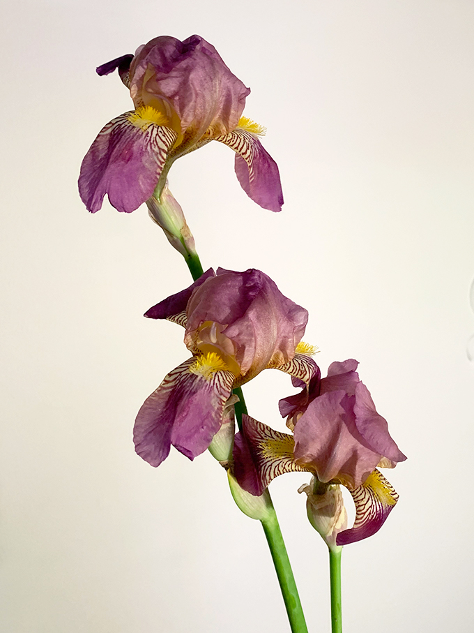 iris-dustypurple