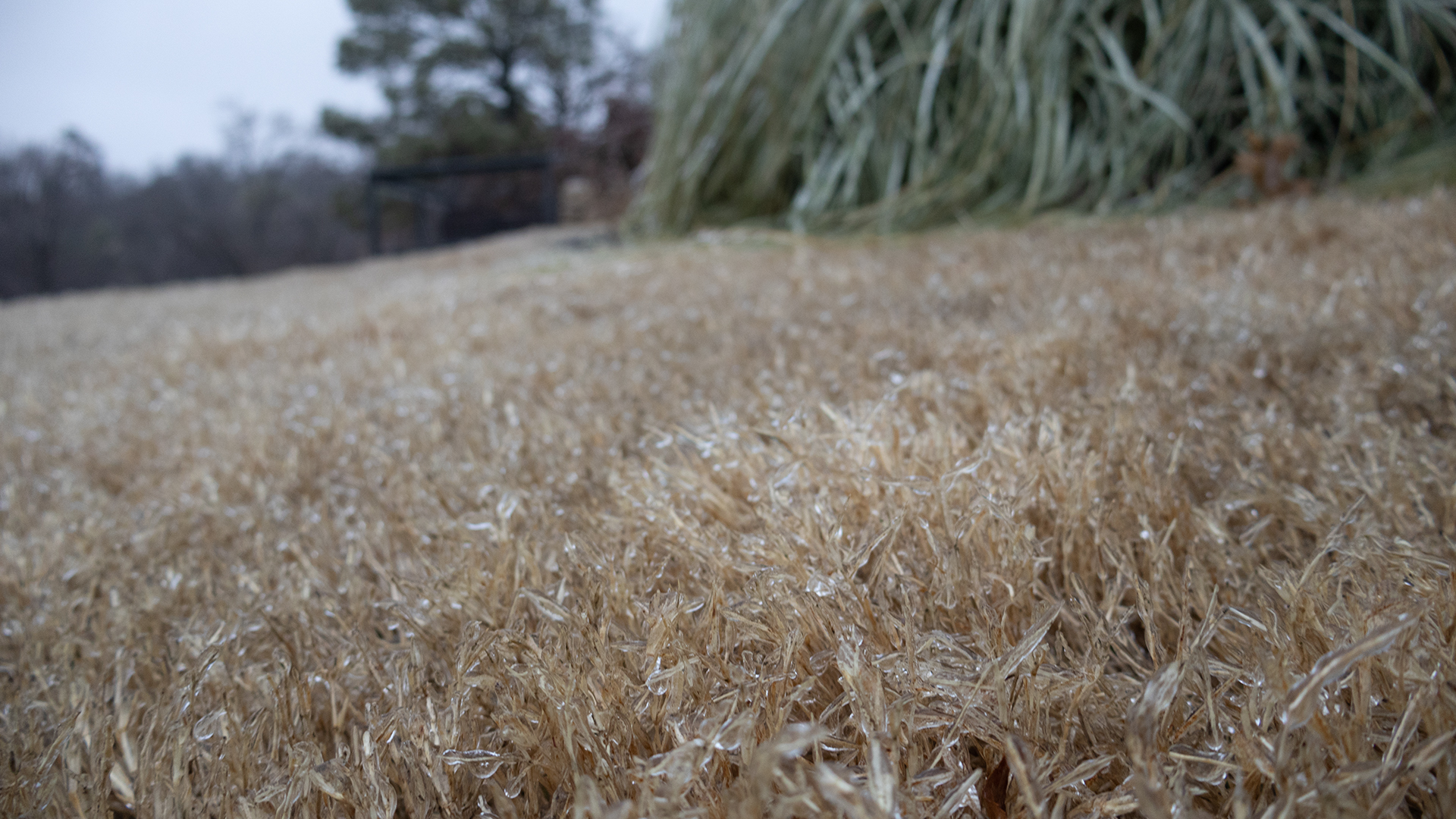 mg-01-ice-grass