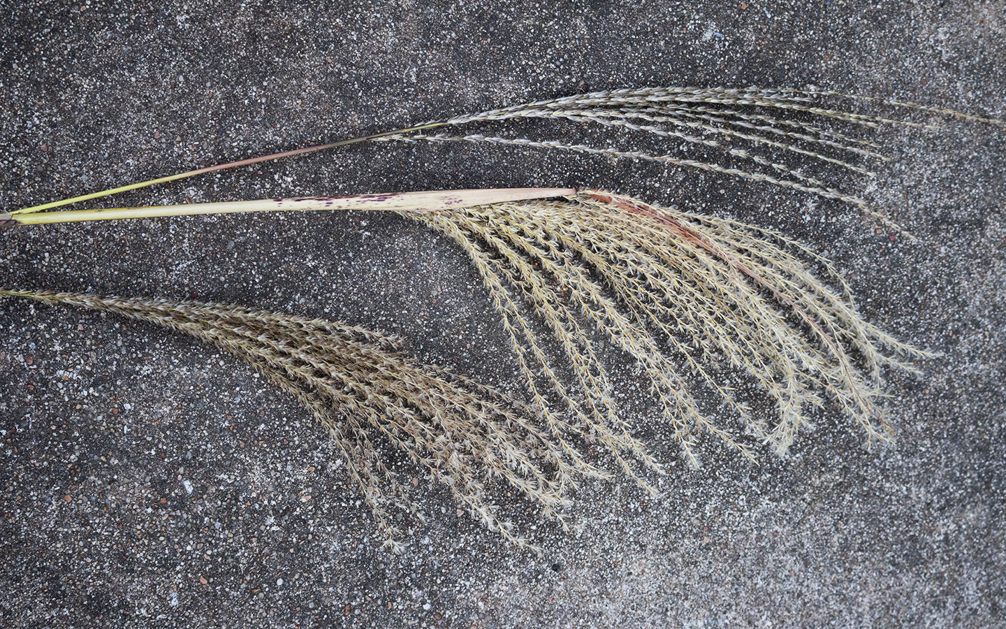 mg-01-zebragrass-blooms